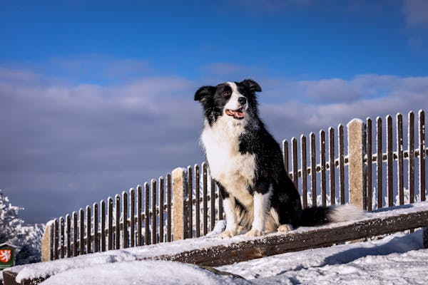 Black and white dog in snow