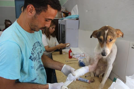Individual bandaging dog paw