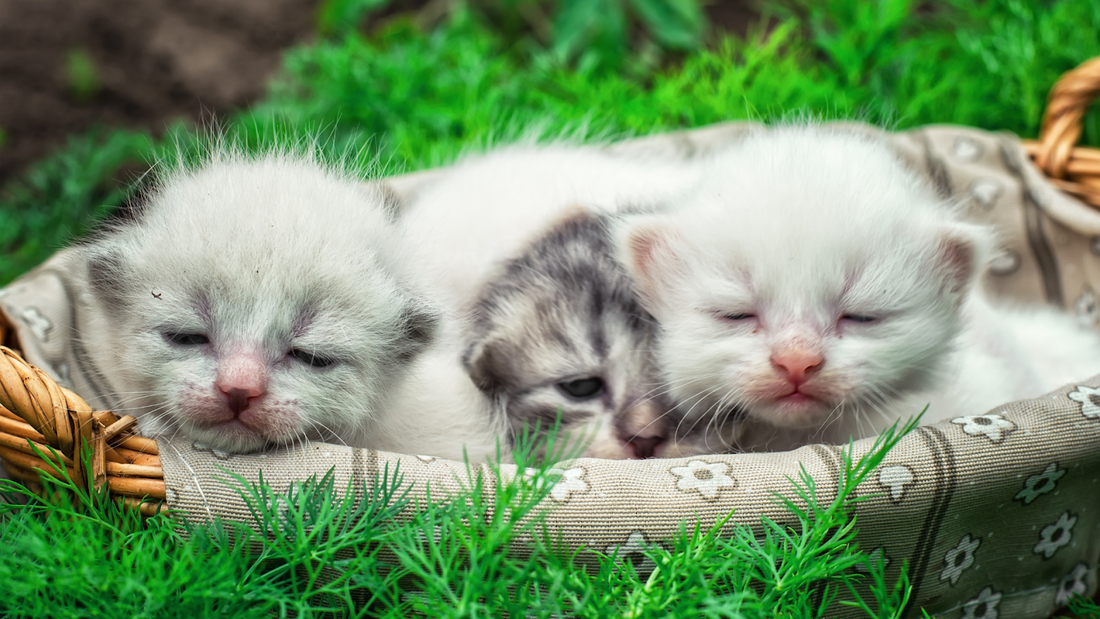 White Kittens in a Basket