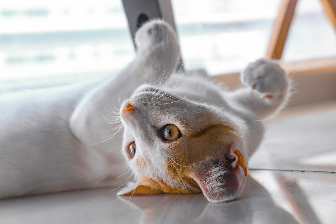 cat laying on its back very healthy and happy