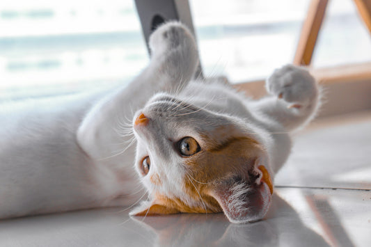 cat laying on its back very healthy and happy