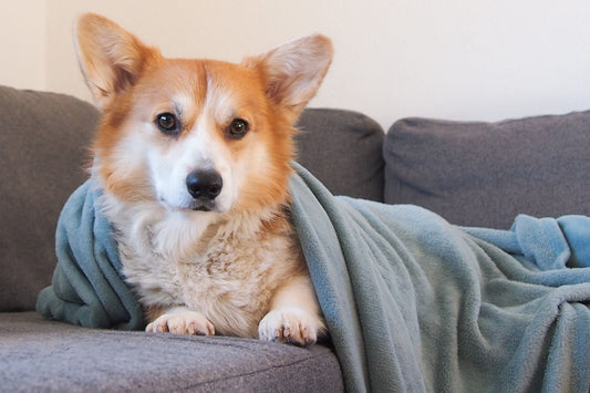 A corgi wrapped in a blue blanket, resting calmly on a couch at home