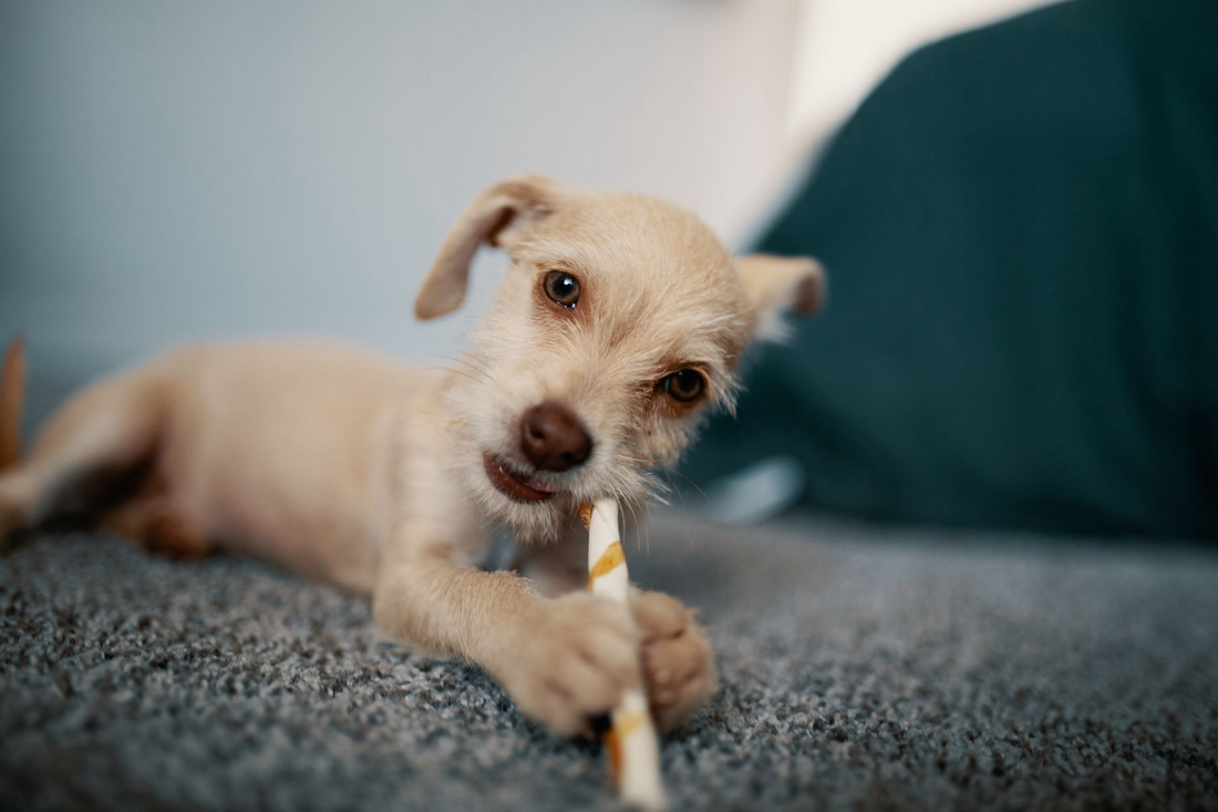 A small tan puppy lying on a couch chewing a long chew stick