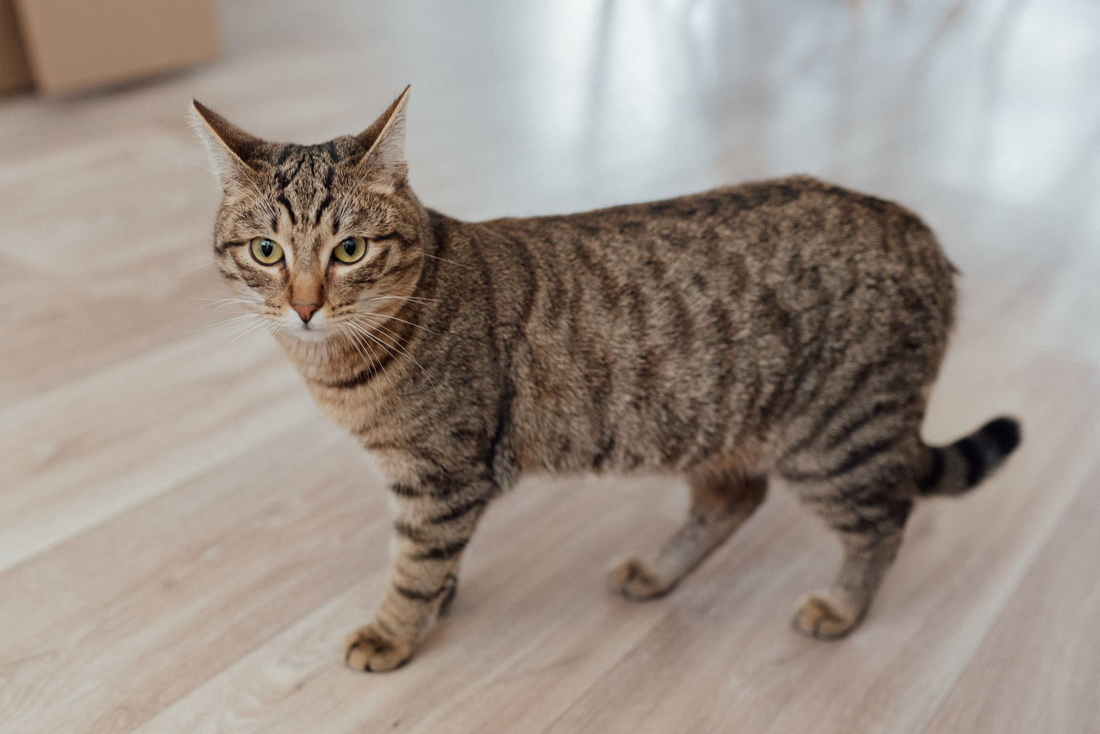 A brown tabby cat standing in profile on a pale wood floor in a bright room