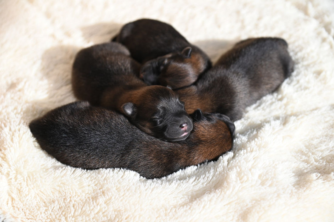 Five newborn puppies with eyes still closed, sleeping together on a soft white blanket