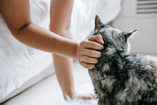 A person's hand resting on the head of a grey tabby cat on a white bed in a bright room