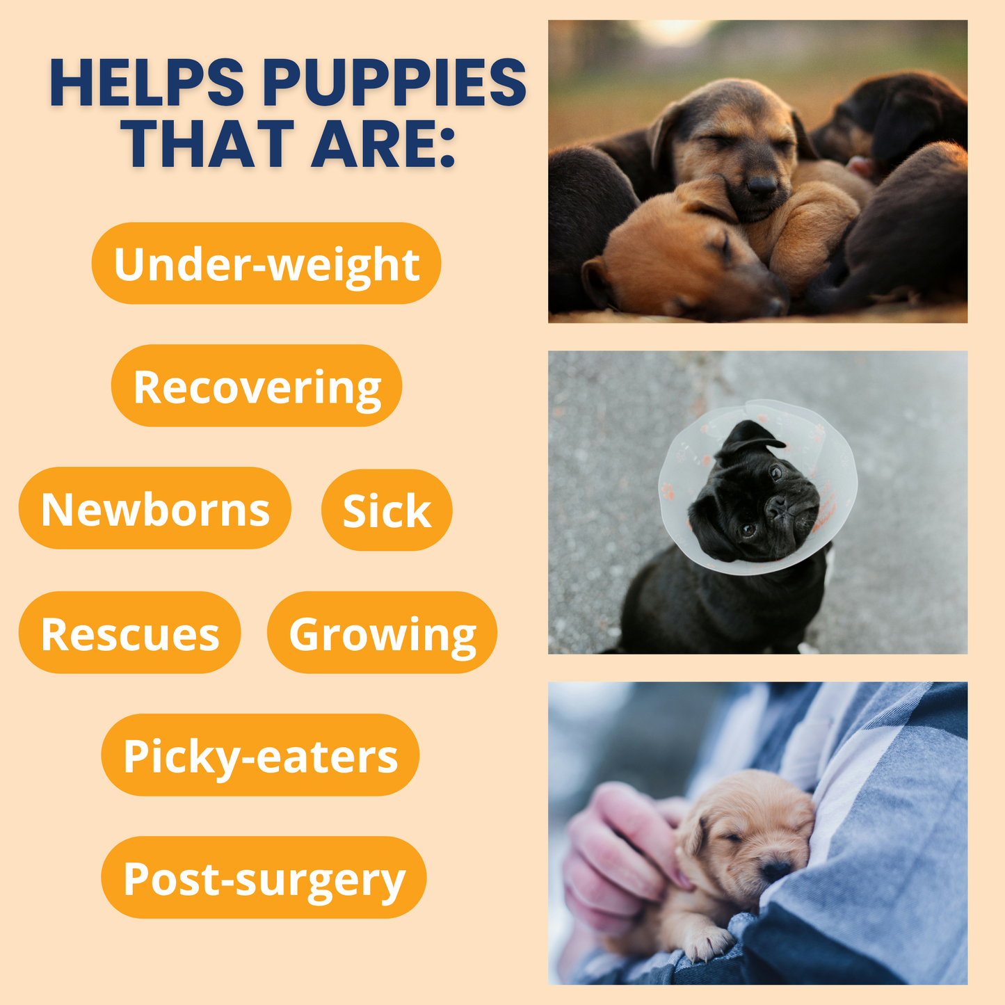 Ready Cal® High Calorie Powder for Puppies