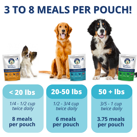 Best Weight Gain Supplements for Dogs Under the Weather