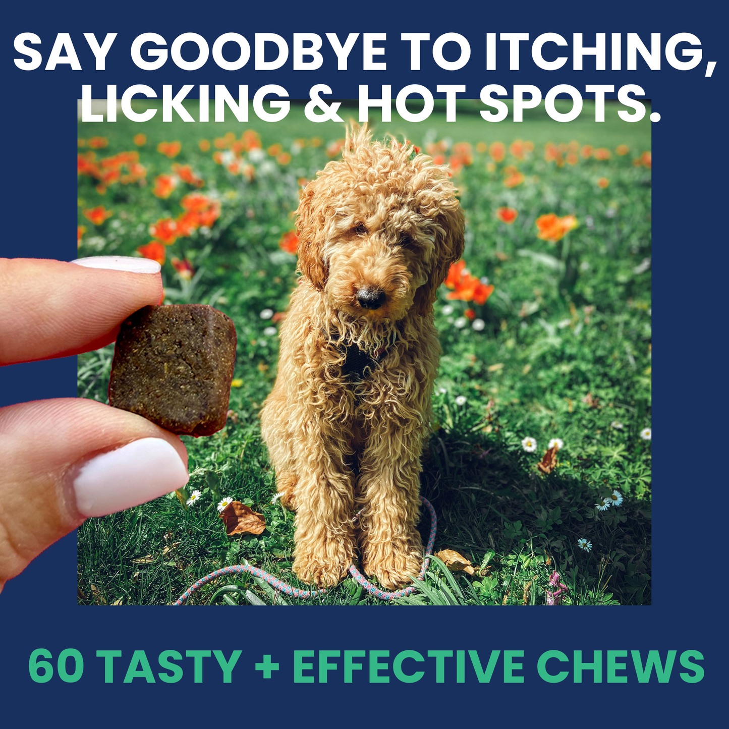 Allergy and Itch Immune Support Chews for Dogs