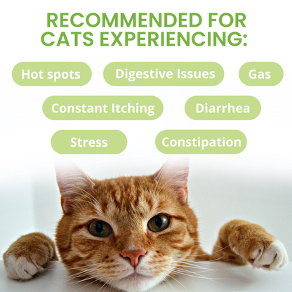 Ready Balance Probiotic Squeezable Gel For Cats