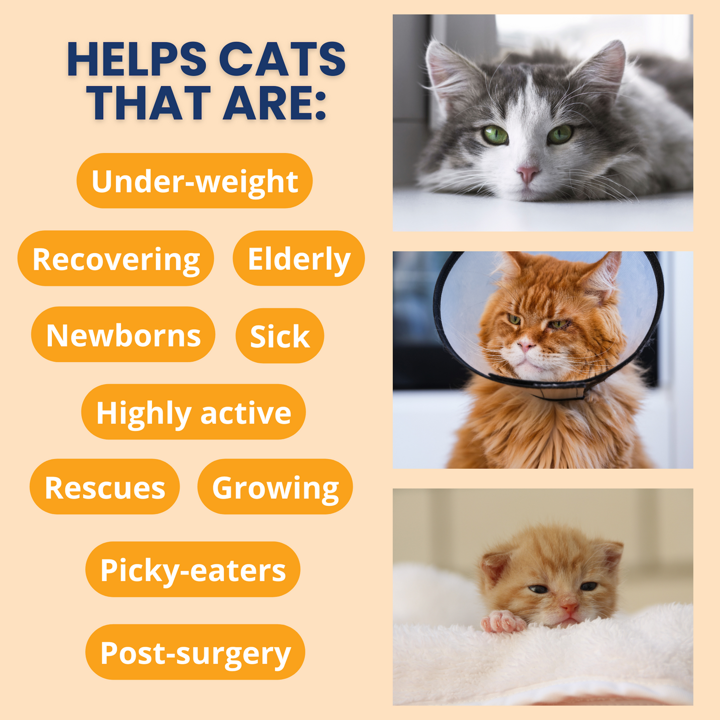 Ready Cal™ PLUS Electrolytes for Cats