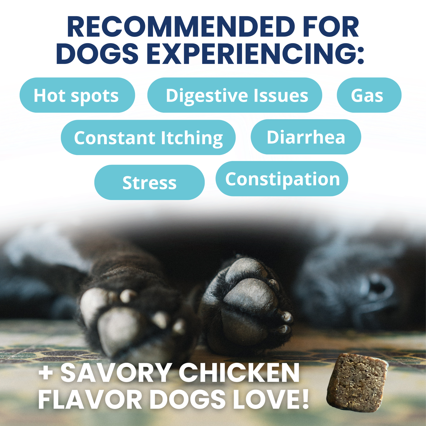 Probiotic Chews for Dogs