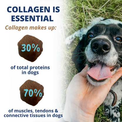Collagen Chews for Dogs