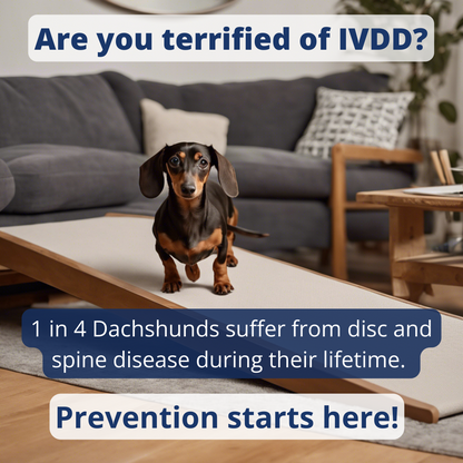 Dachshund IVDD Bundle