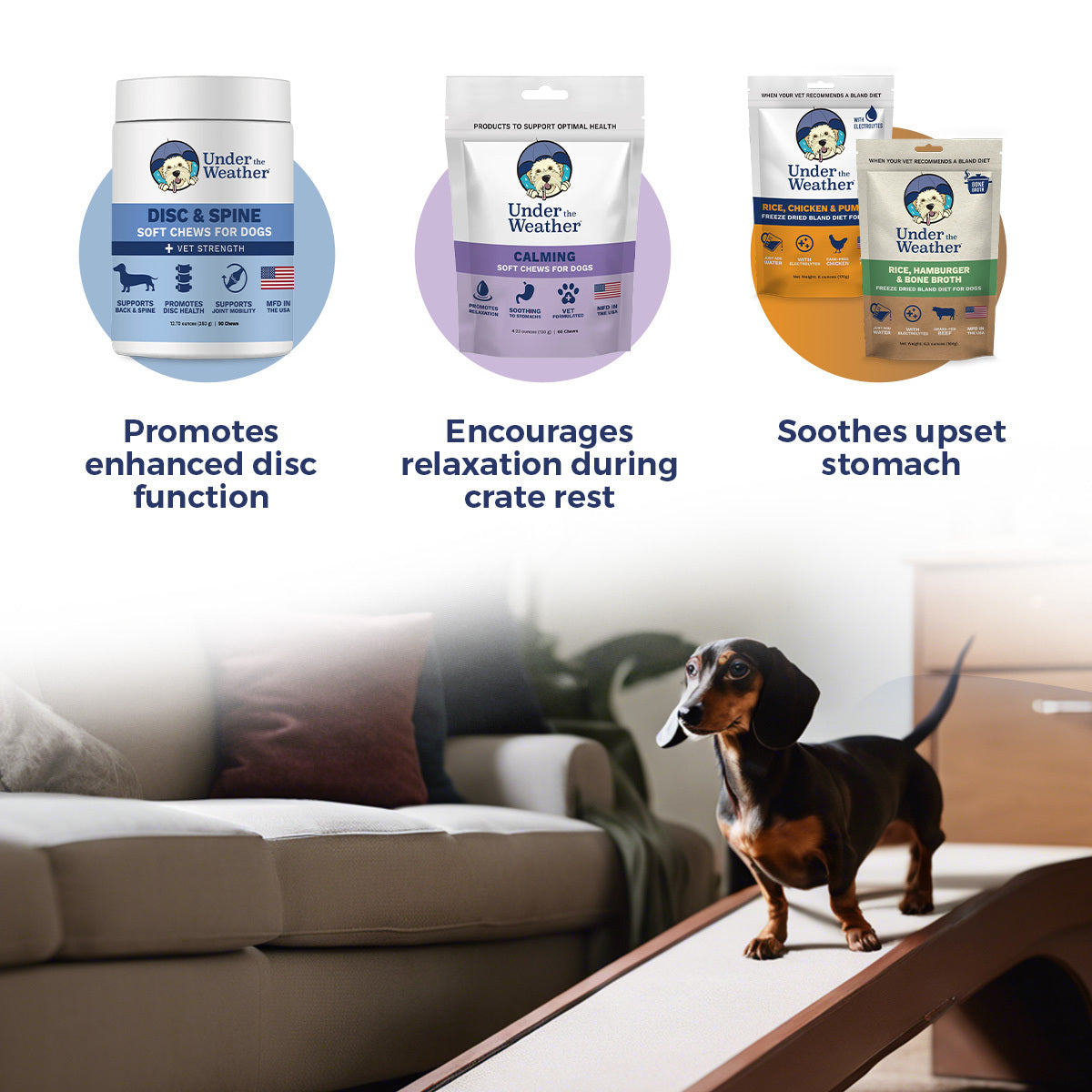 Dachshund IVDD Bundle Under the Weather
