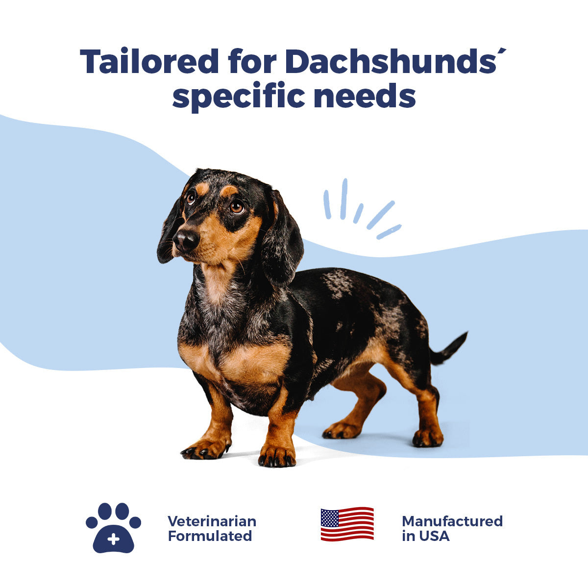 Dachshund IVDD Bundle