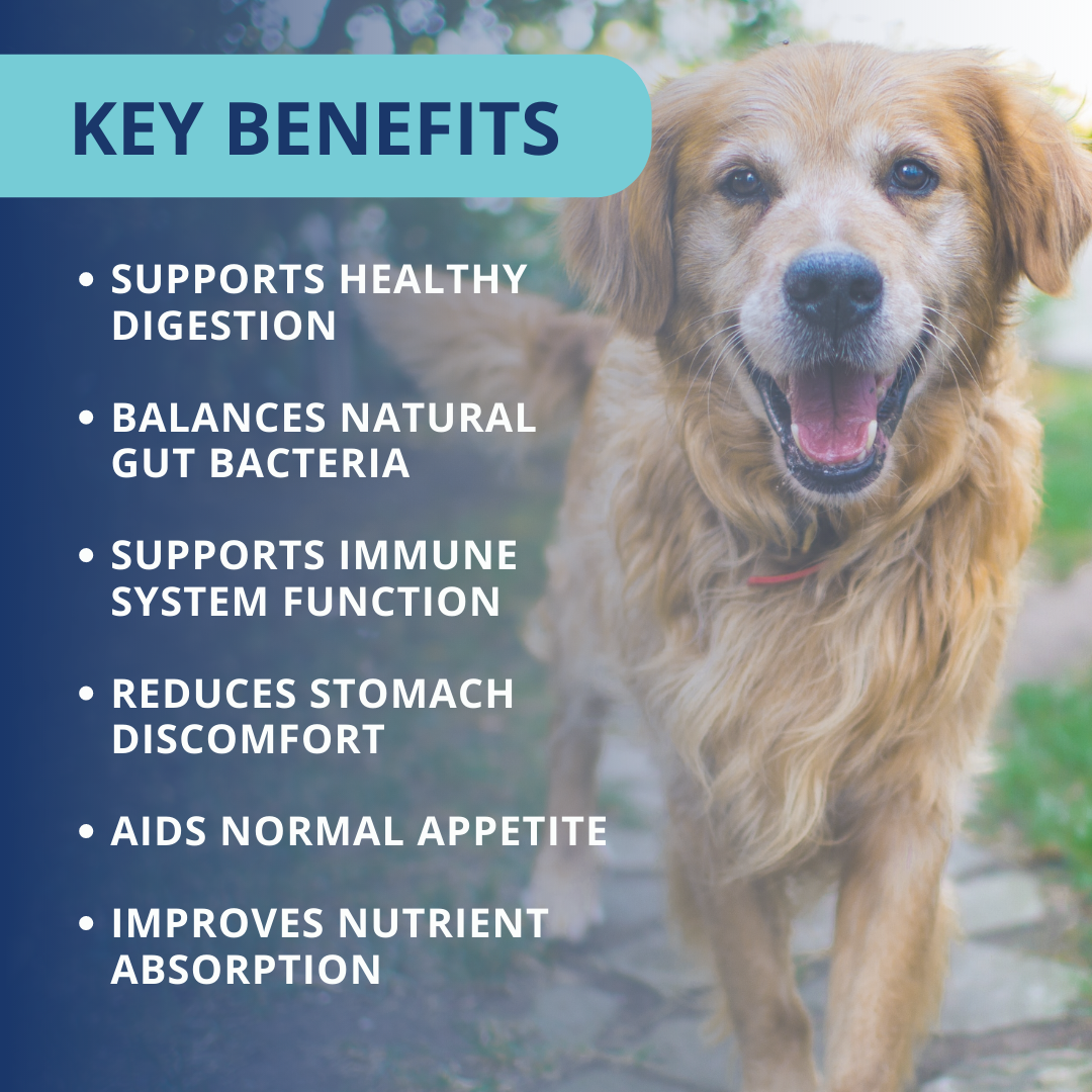 Probiotic Soft Chews For Dogs