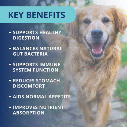 Probiotic Soft Chews For Dogs