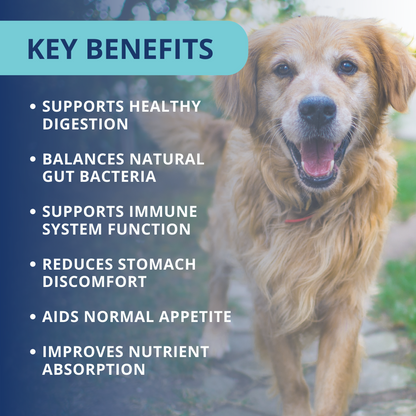 Probiotic Soft Chews For Dogs - 6 Pack