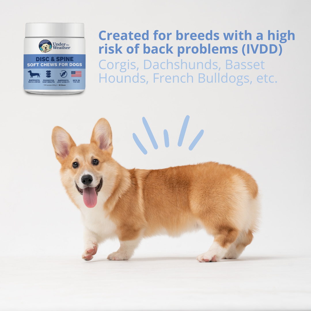 Intervertebral Disc Disease (IVDD) and Bad Back Bundle for Dogs