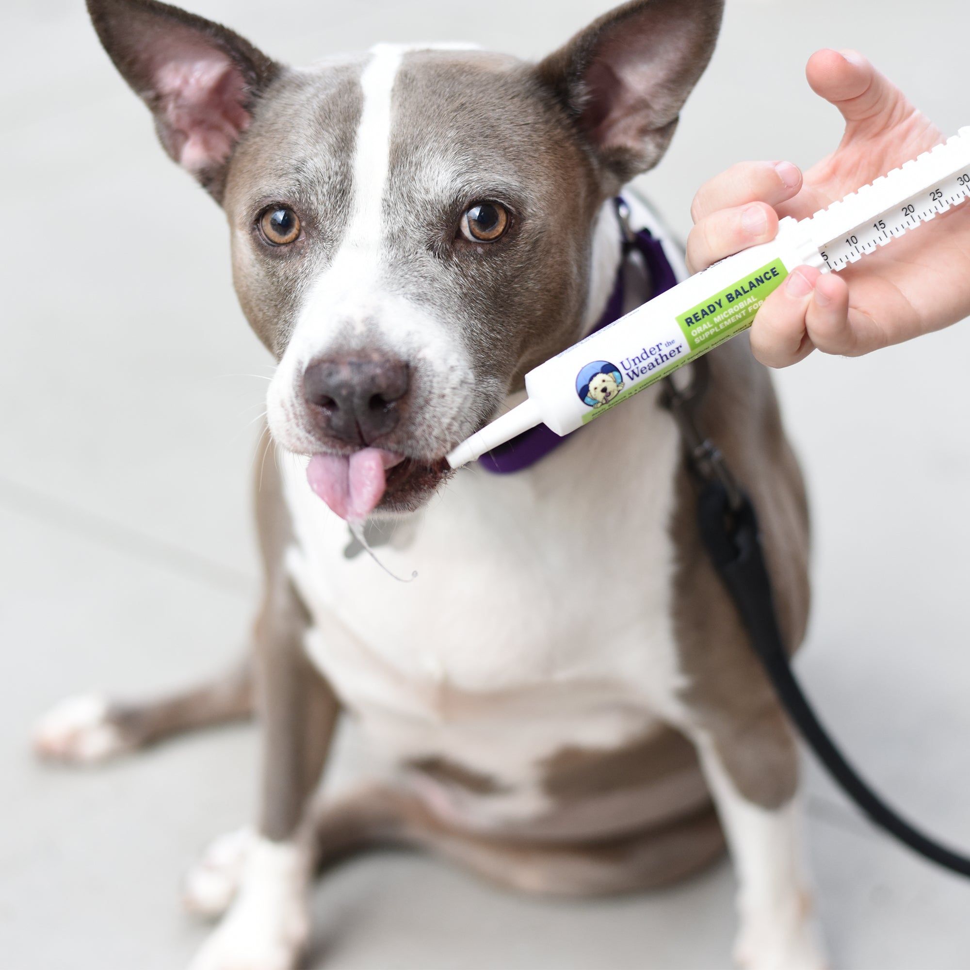Chicken, Rice, and Pumpkin Bland Diet & Ready Balance Probiotic Gel For Dogs