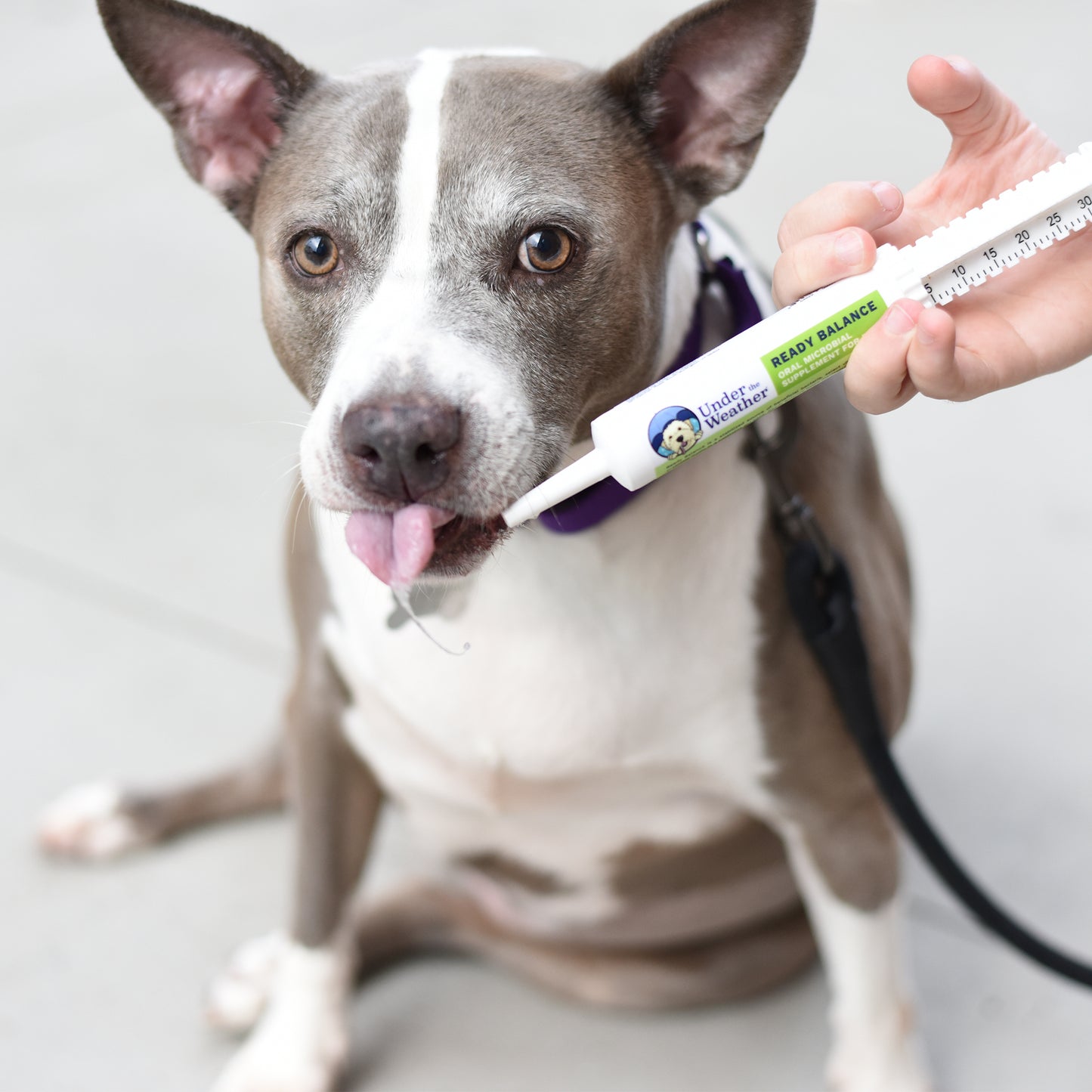 Rescue Dog Bundle