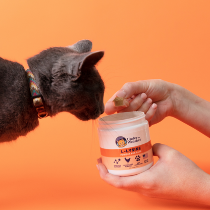 L lysine Powder for Cats Under the Weather