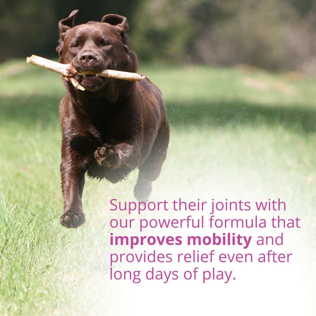 Joint Support Chewable Tablets For Dogs