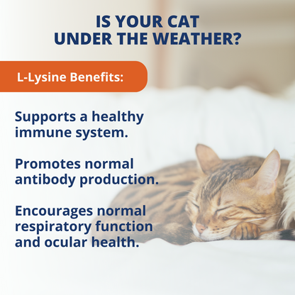 L-Lysine Soft Chews For Cats