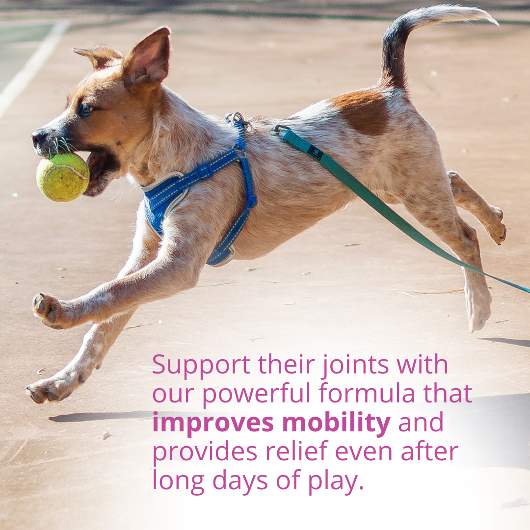 Hip & Joint Chews for Dogs