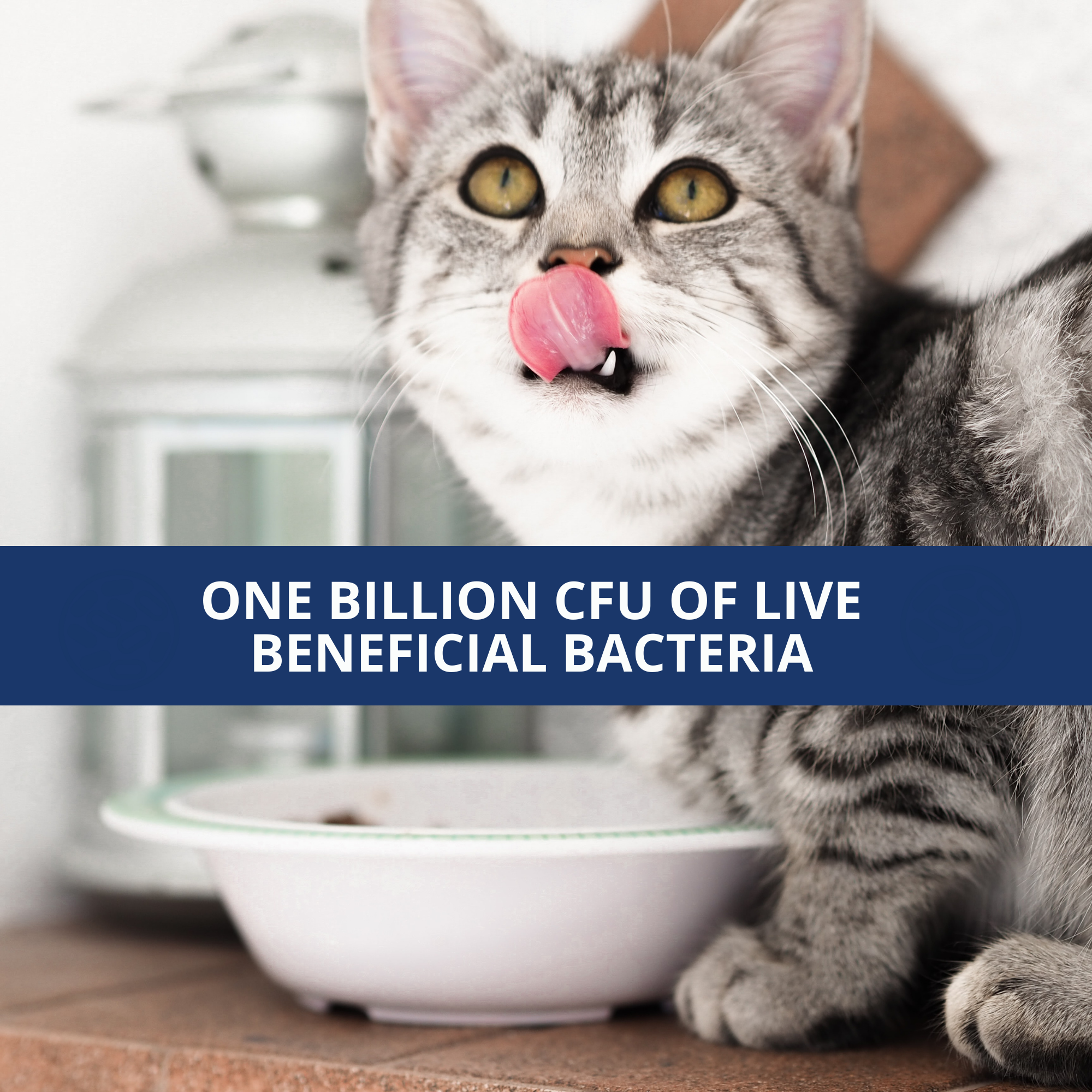 Probiotic Powder & Anti-Diarrhea Bundle For Cats