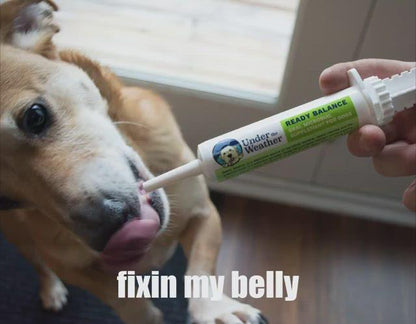 Ready Balance Probiotic Supplement For Dogs