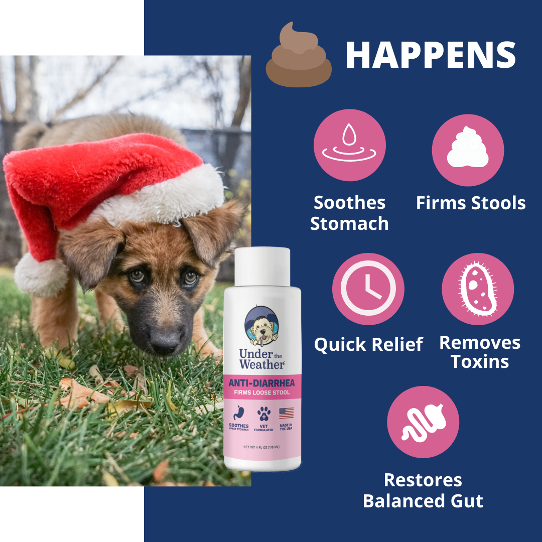 Holiday Survival Bundle For Dogs