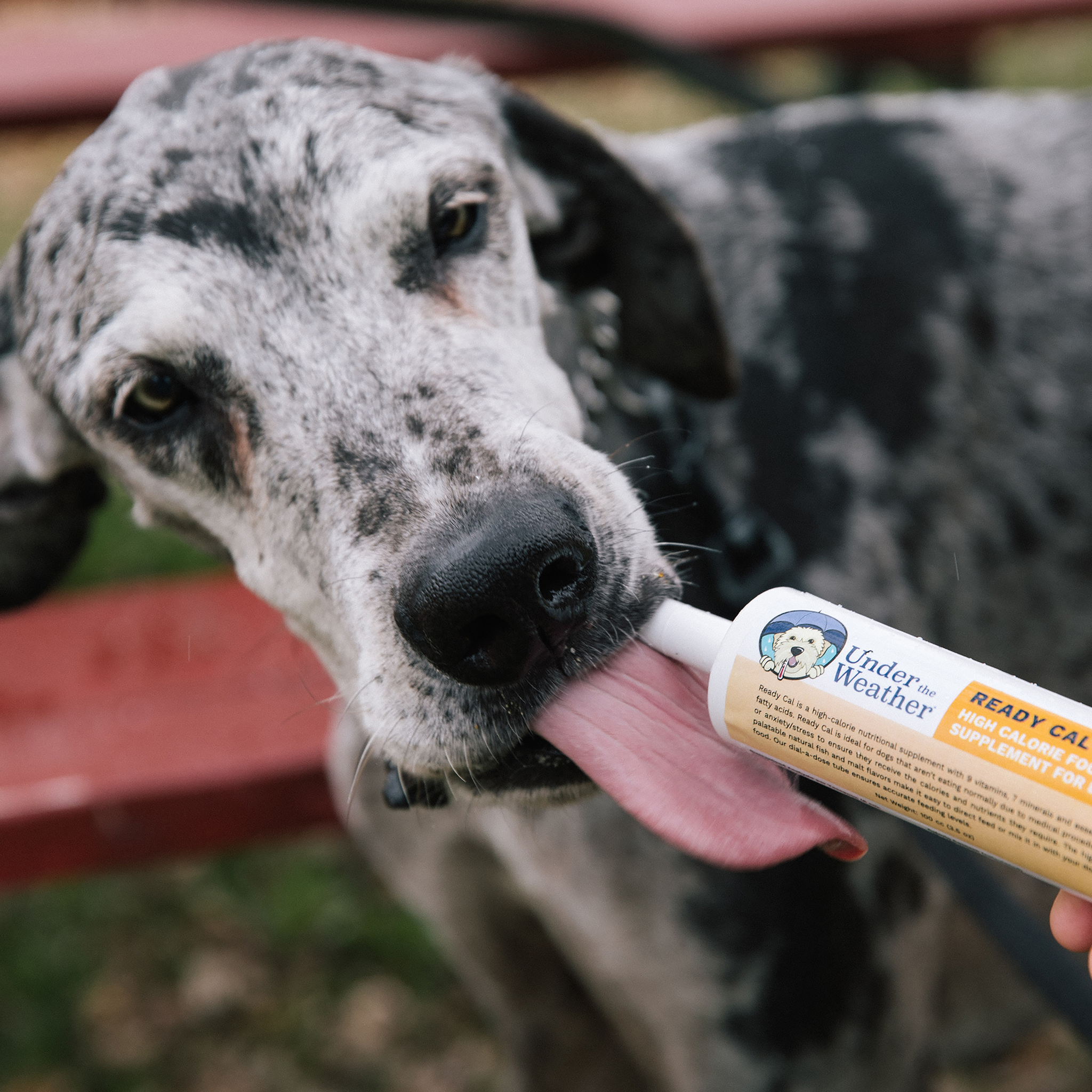 Ready Cal High Calorie Bundle for Dogs
