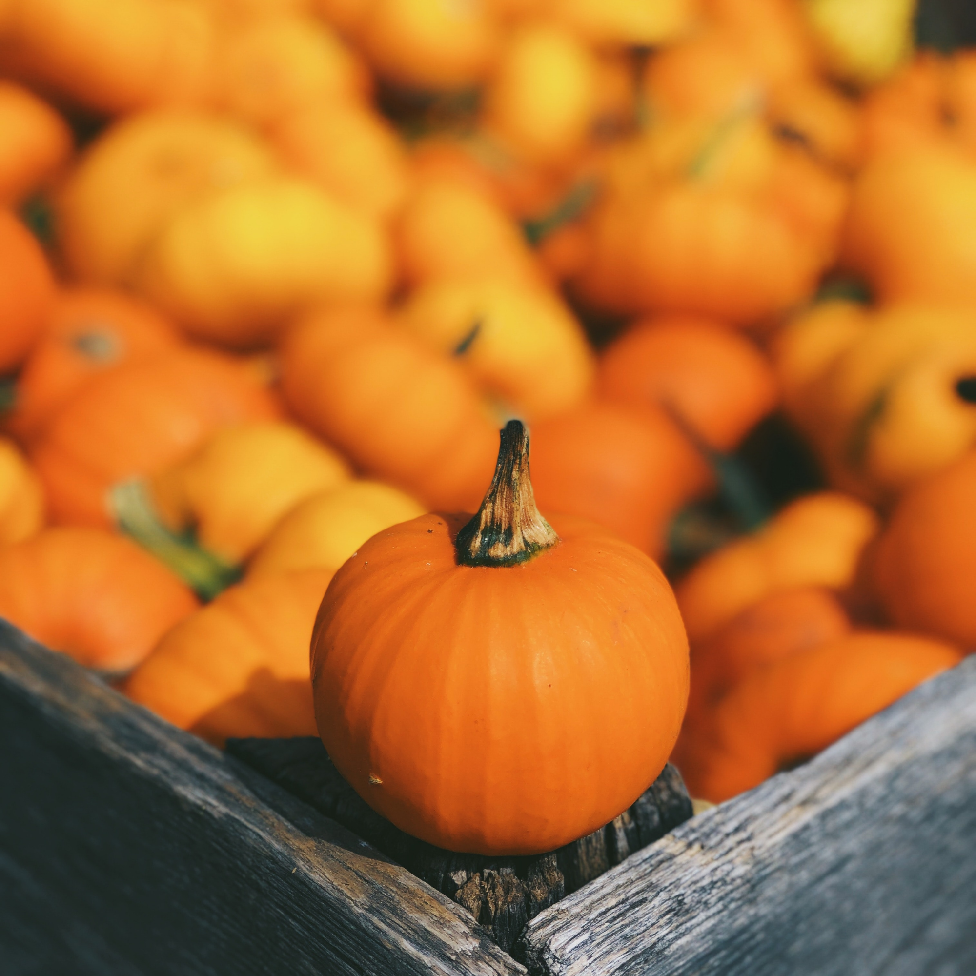 Pumpkin Patch Pack - Bland Diet For Dogs