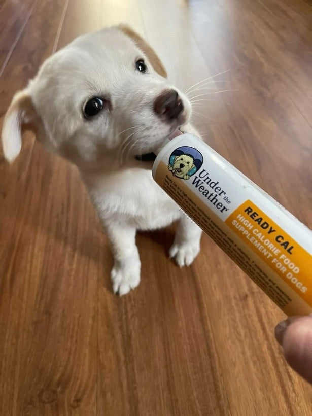 Under the Weather Pet customer photo — a pet with the product