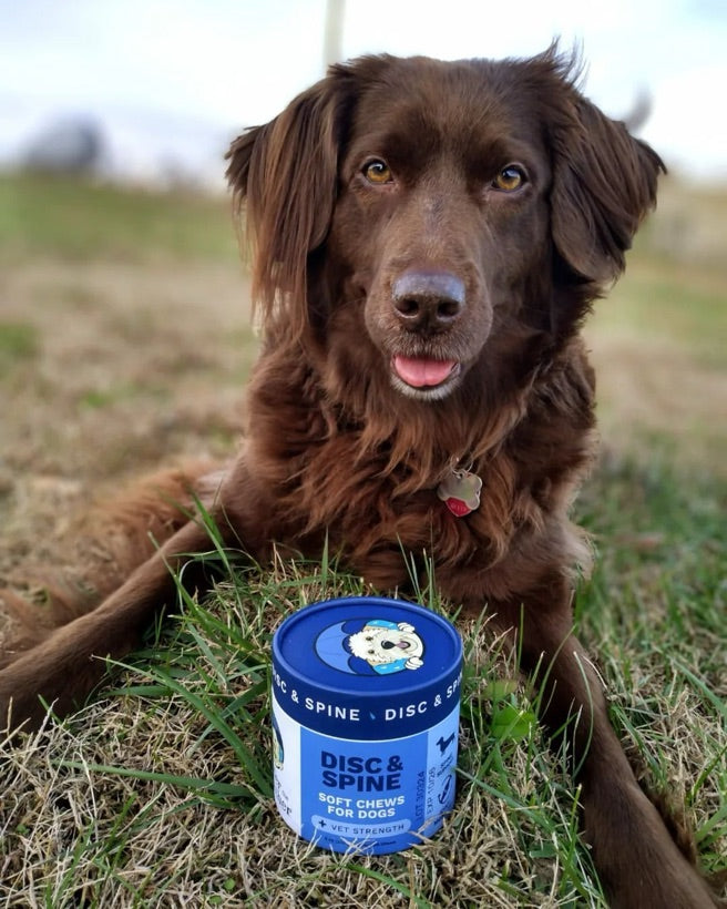 Under the Weather Pet customer photo — a pet with the product