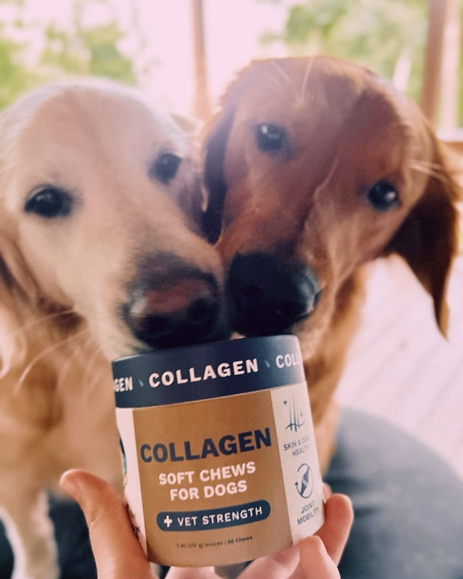 Under the Weather Pet customer photo — a pet with the product